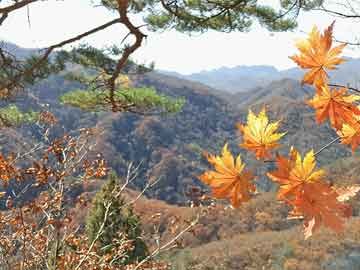 莆田活动广告衫价格深度解析，市场行情一览