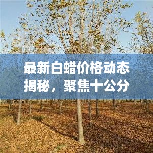 最新白蜡价格动态揭秘，聚焦十公分白蜡价格走势探讨