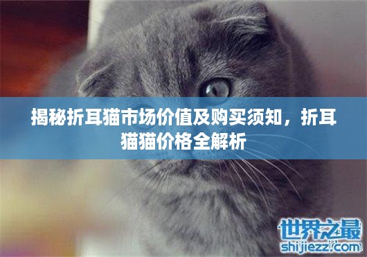 揭秘折耳猫市场价值及购买须知，折耳猫猫价格全解析