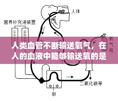 人类血管不断输送氧气，在人的血液中能够输送氧的是 